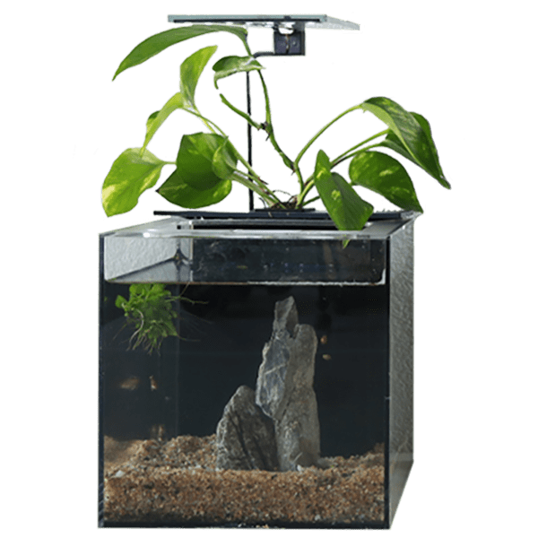 MorningSave EcoQube Desktop Ecosystem 2Gallon Aquarium with Planter