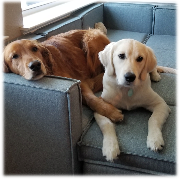 MorningSave Lovesac Sactionals for Kids & Pets