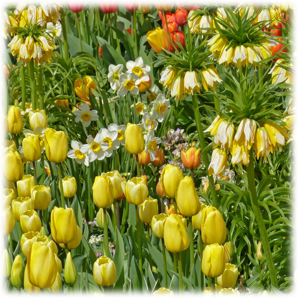 MorningSave Touch Of Eco 45Bulb Sunny Flower Bulb Collection