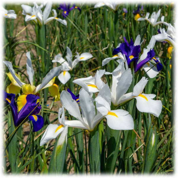 Delightful Dutch Iris Mix Flowers and Planting Tool