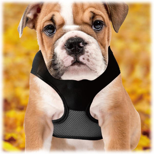 Meh 2forTuesday 2in1 Lucky Leash Retractable Dog Harnesses/Leashes