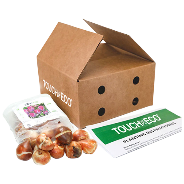 MorningSave Touch Of Eco Lavender Triumph Tulip Flowers (10 Bulbs)