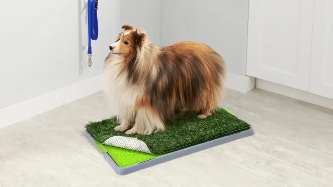 Mess Proof Indoor Dog Potty