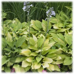 The Bare Root White Hostas
