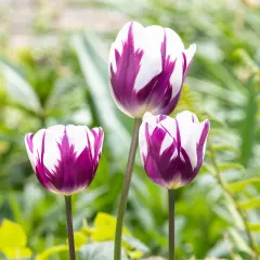 Touch Of ECO Blueberry Ripple Tulip Flower Bulbs (Purple / White)