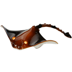 VEVOR Kids RC Manta Raya de Alta Velocidad 2.4 GHz