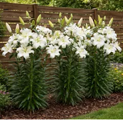 The Giant Tree Lily Bulbs