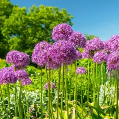 Touch Of ECO Purple Allium Giganteum Giant Flower Bulbs