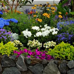 Touch Of ECO Rock Garden Flower Collection Mixed Perennial Flower Bulbs