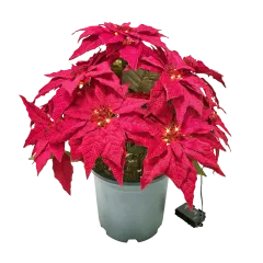 Everglow Cordless Poinsettia Urn Filler