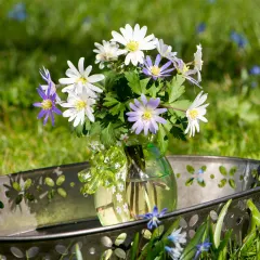 Touch Of ECO Mixed Anemone Blanda Flower Bulbs
