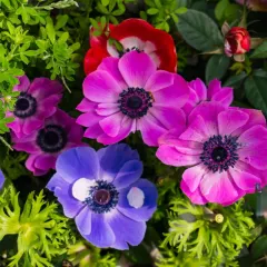Touch Of ECO Mixed Poppy Anemone Flower Bulbs