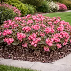 The Jumbo Pink Begonia Bulbs