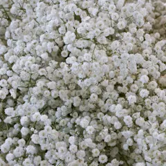 The Snowy White Baby's Breath Bulbs