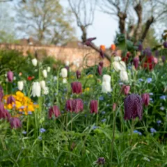 Touch Of ECO Garden Gems Flower Collection Mixed Perennial Flower Bulbs