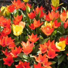 Touch Of ECO Ground Cover Multicolor Tulip Flower Bulbs