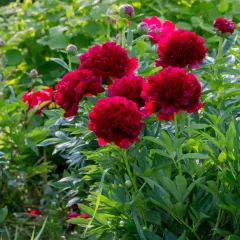 Touch Of ECO Black Raspberry Peony Flower Bare Roots (Dark Red)