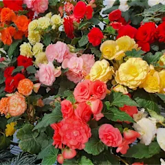 The Multicolor Giant Begonia Bulbs
