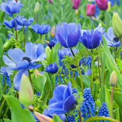 Touch Of ECO Blue Garden Flower Collection Mixed Perennial Flower Bulbs