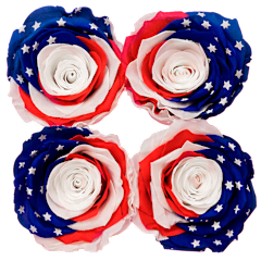 The Quartet of Stars & Stripes Preserved Roses