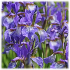 120-Pack: Touch Of ECO Mixed Dutch Iris Bulbs with Planting Tool