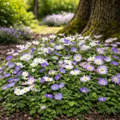 Paquete de 30: Bulbos de Flores Coloridas Touch Of ECO Anemone Blanda o Freesia Fragante