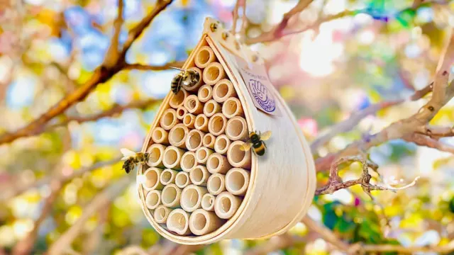 The Backyard Bee Habitat