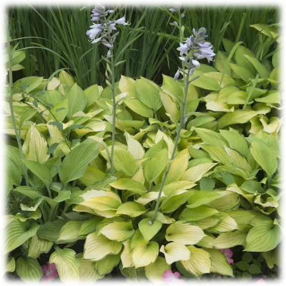 The Bare Root White Hostas