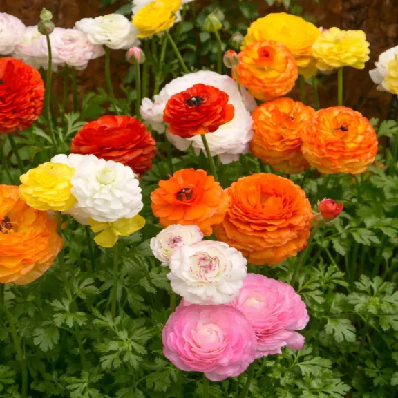 Paquete de 15: Bulbos de Ranúnculo Doble Multicolor Touch Of ECO