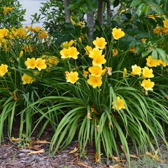 The Bare Root Yellow Daylilies