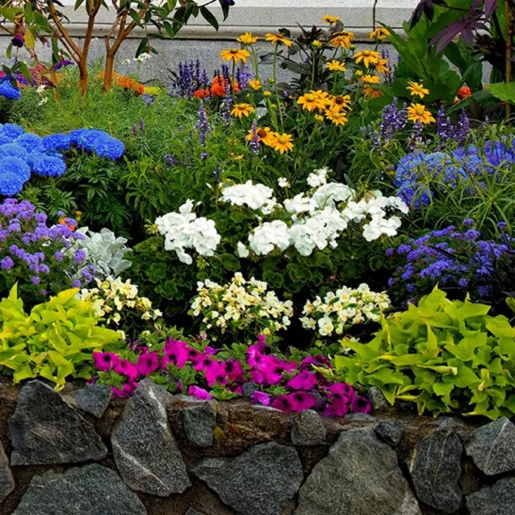 Touch Of ECO Rock Garden Flower Collection Mixed Perennial Flower Bulbs