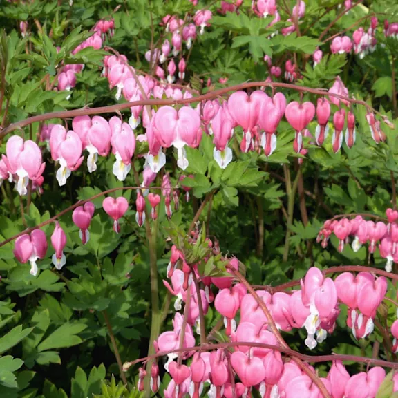 The Bare Root Pink Bleeding Hearts
