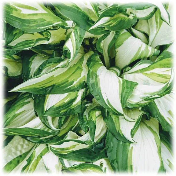 The Bare Root Fire and Ice Hostas