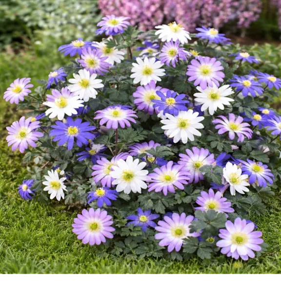 The Mixed Anemone Blanda Bulbs