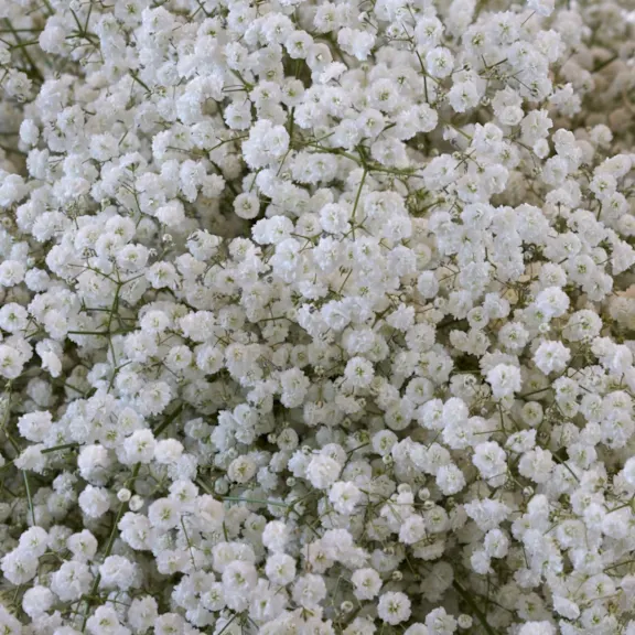 The Snowy White Baby's Breath Bulbs