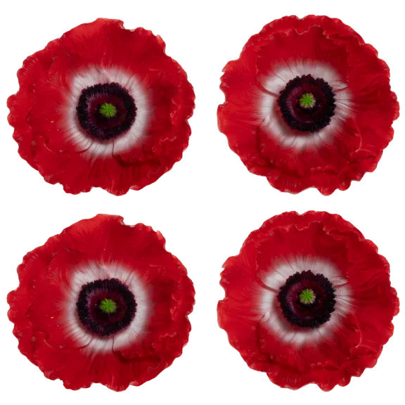 4-Pack: Candle Impressions Carved Poppy Luminaries