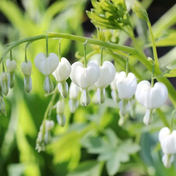 The Bare Root White Bleeding Hearts