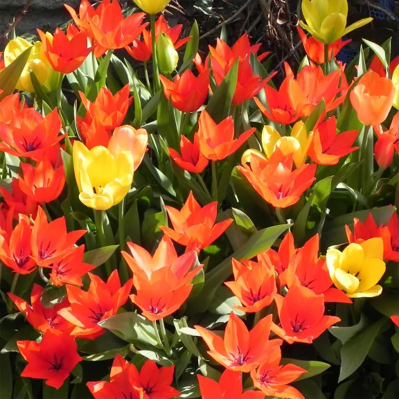 Touch Of ECO Ground Cover Multicolor Tulip Flower Bulbs