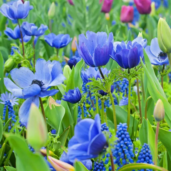 Touch Of ECO Blue Garden Flower Collection Mixed Perennial Flower Bulbs