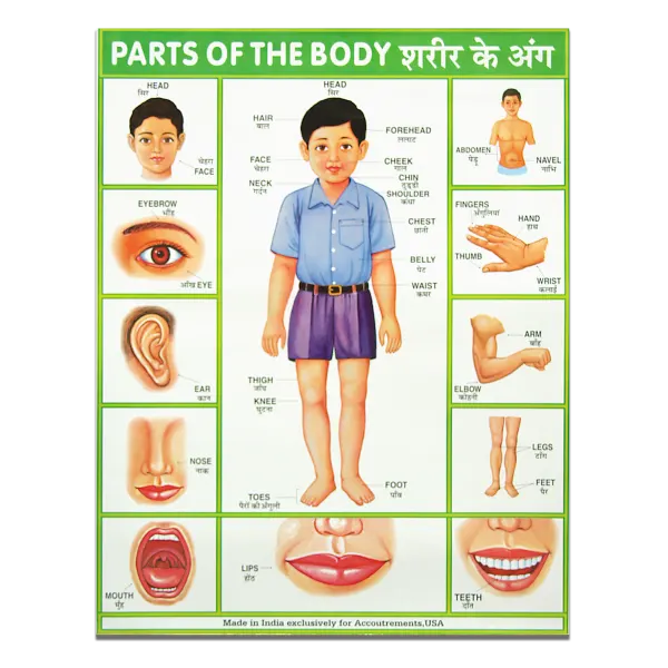 Parts of the Body English to Hindi Translation Poster