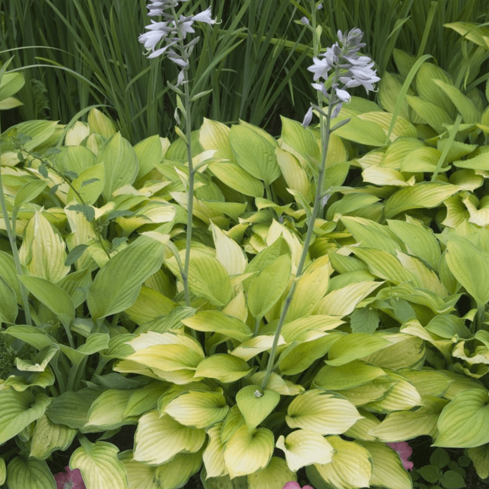 White Feather Hosta