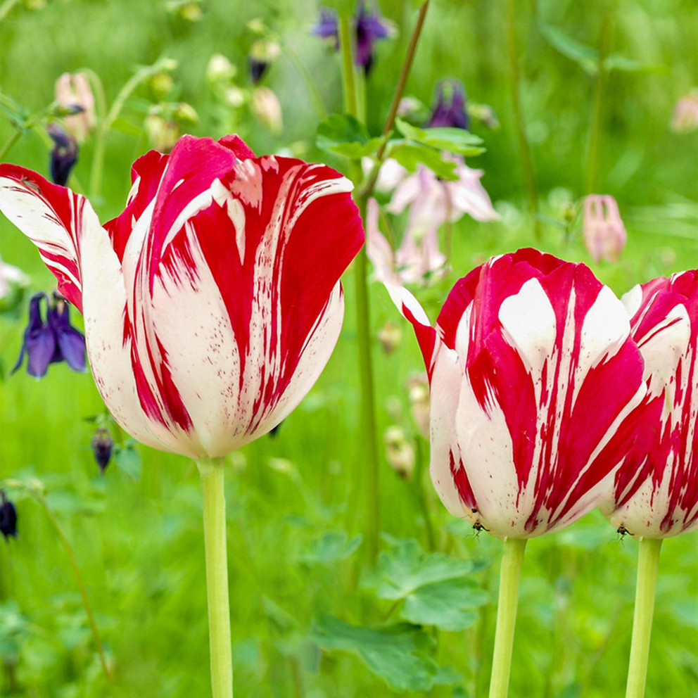 Red / White