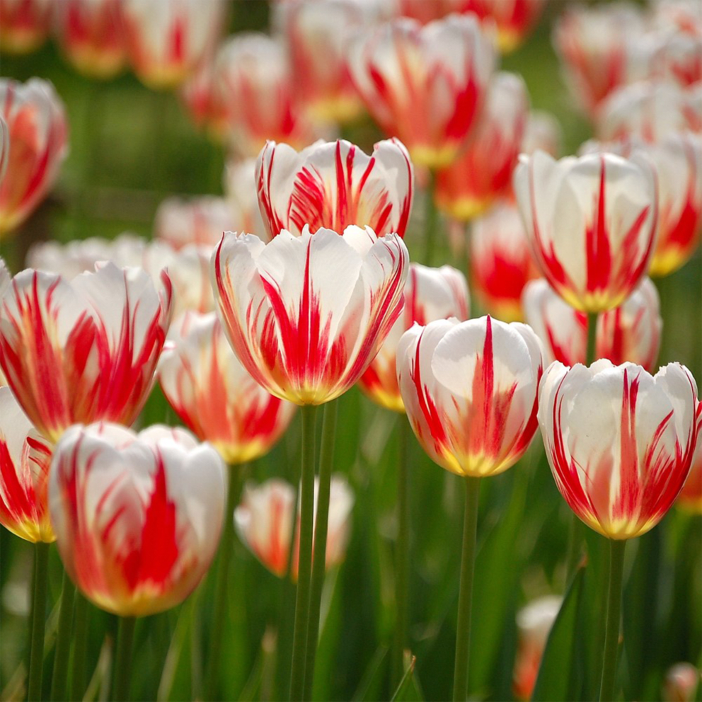 Red / White
