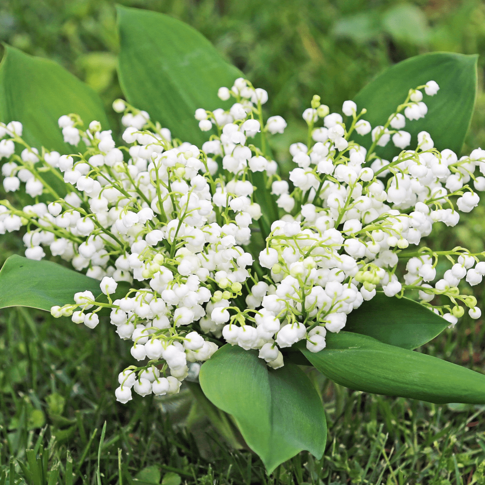 Lovely Lily of the Valley