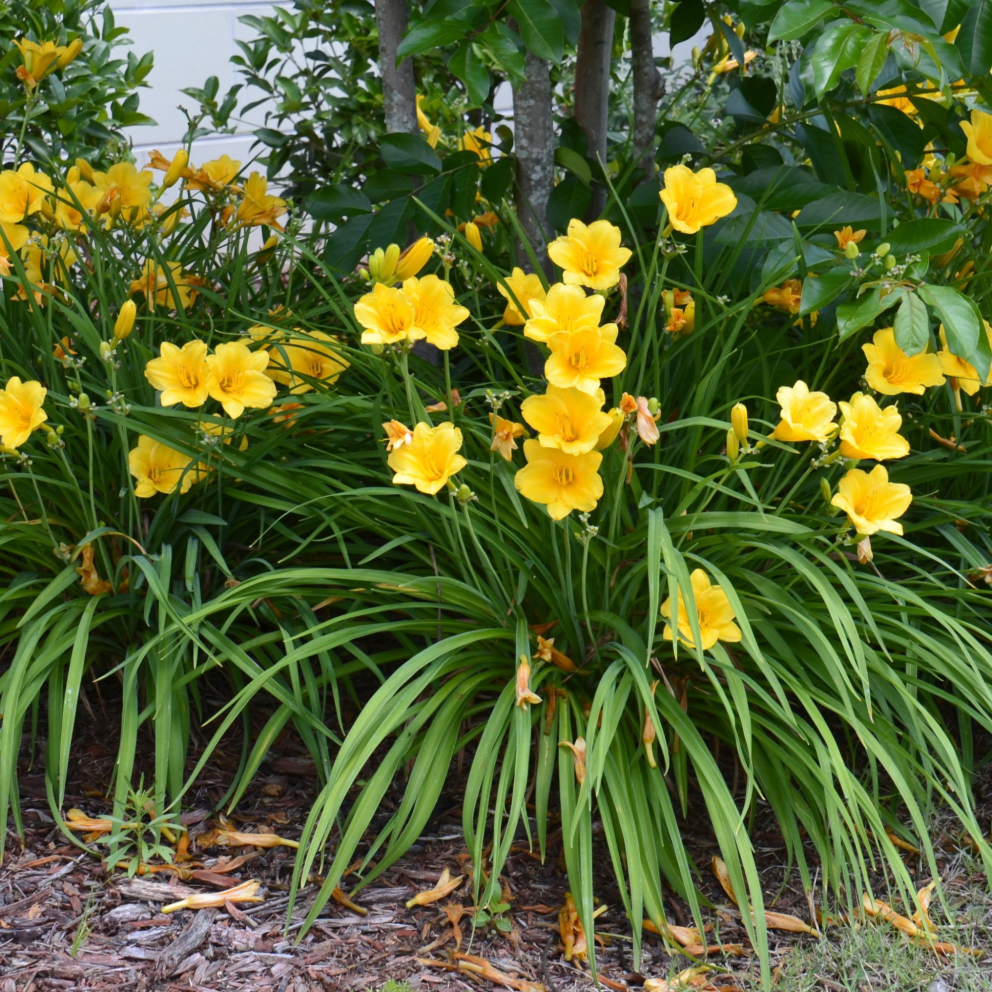 Stella D'Oro Daylily Flower