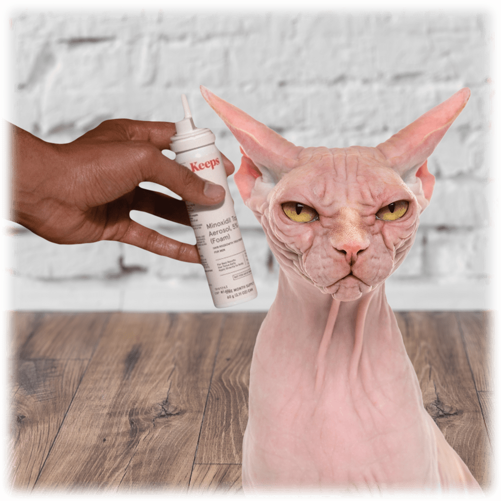 In case it's not obvious, do not do this. Minoxidil is toxic for cats.