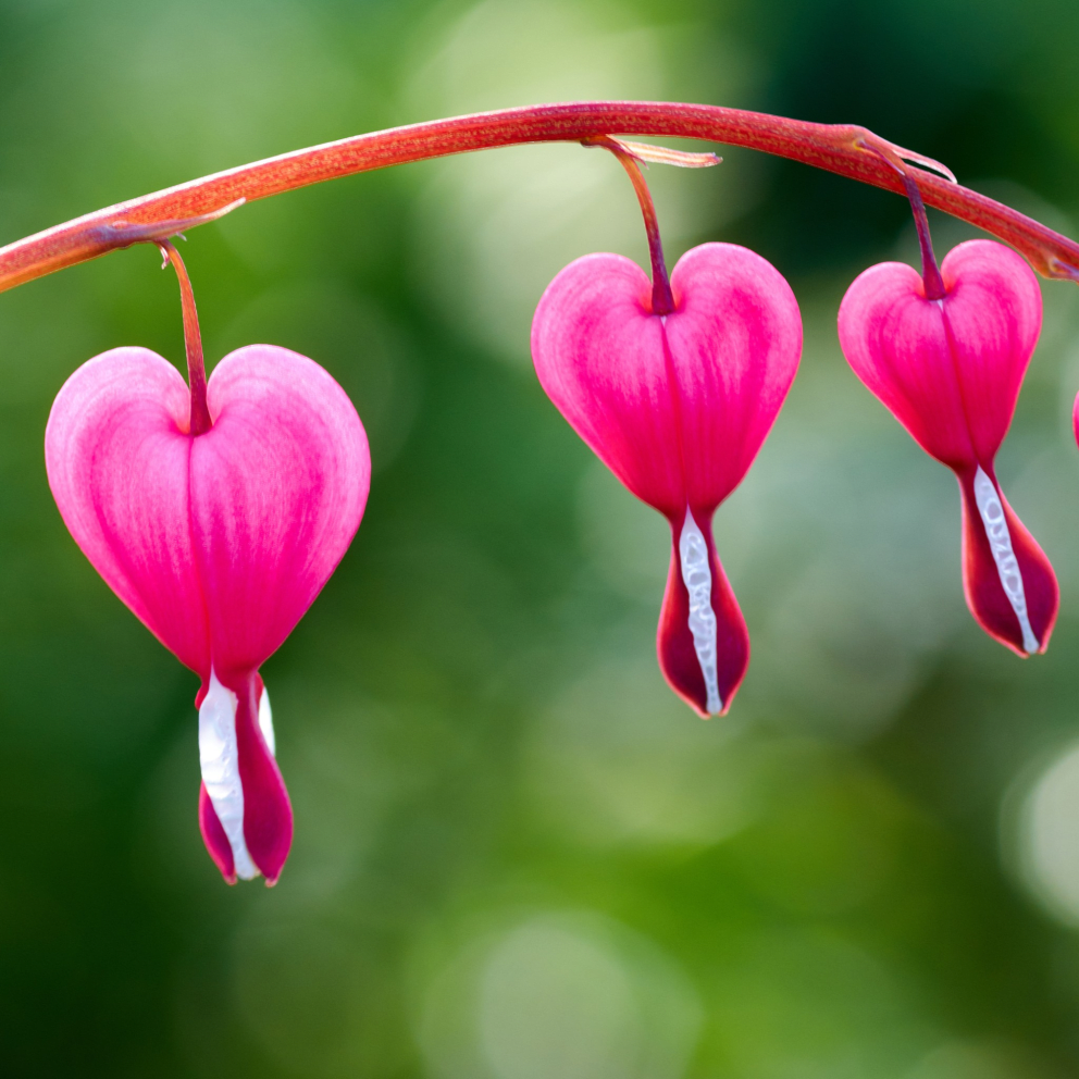 Pink Bleeding Heart Flower