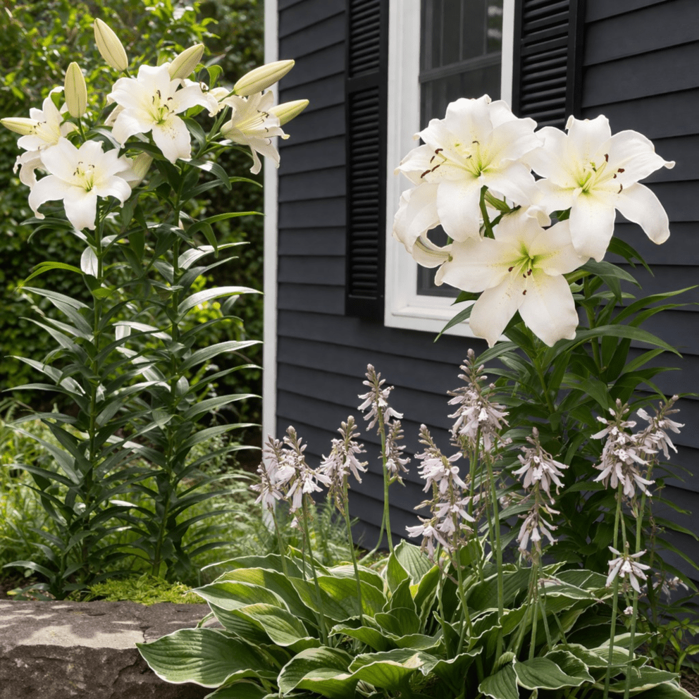 Giant Tree Lily "Pretty Lady"