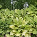 White Feather Hosta