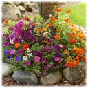 Sunny Annual